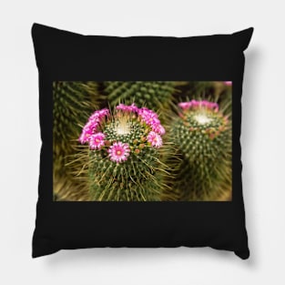 Cactus Flower Pillow