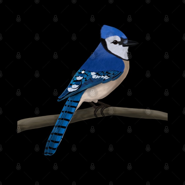 Blue Jay Bird Illustration by jzbirds