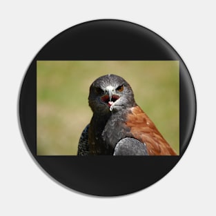 Harris Hawk Pin