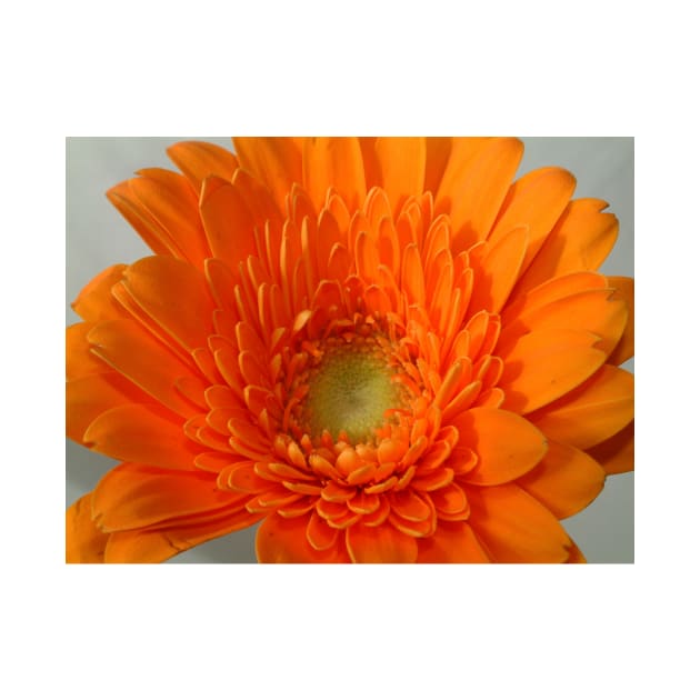 orange gerbera by goldyart