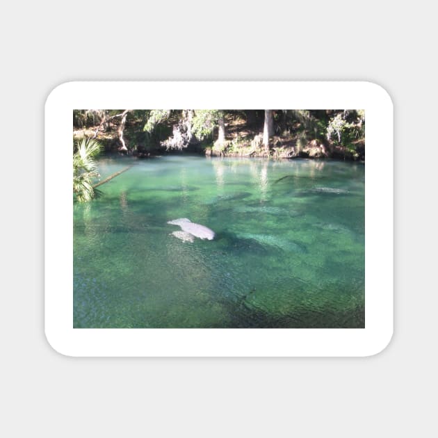 Manatees Swimming at Blue Springs State Park Florida Magnet by Beautiful Cuteness