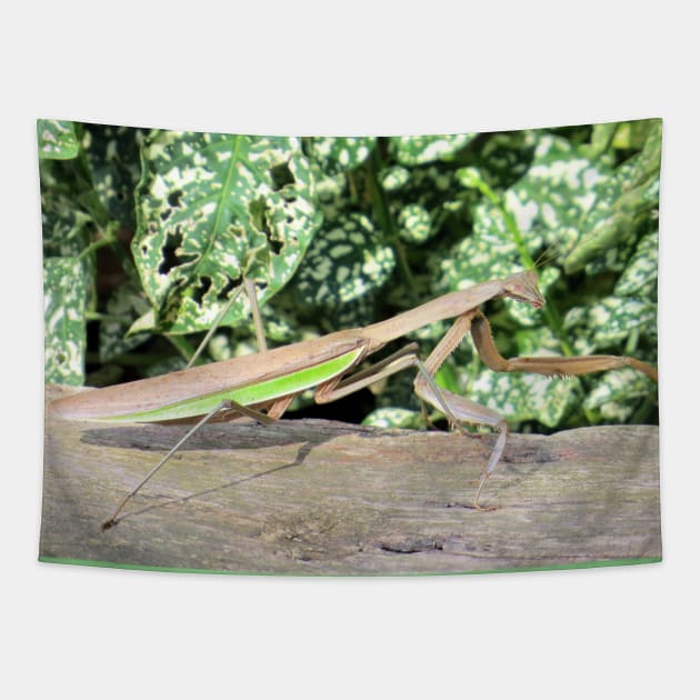 Praying Mantis No.3 Tapestry by MaryLinH