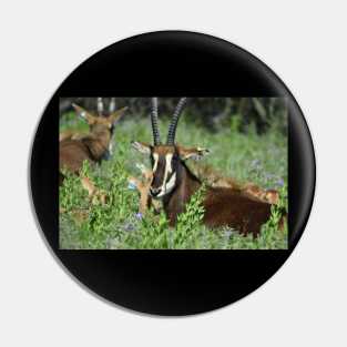 Sable Antelope Pin