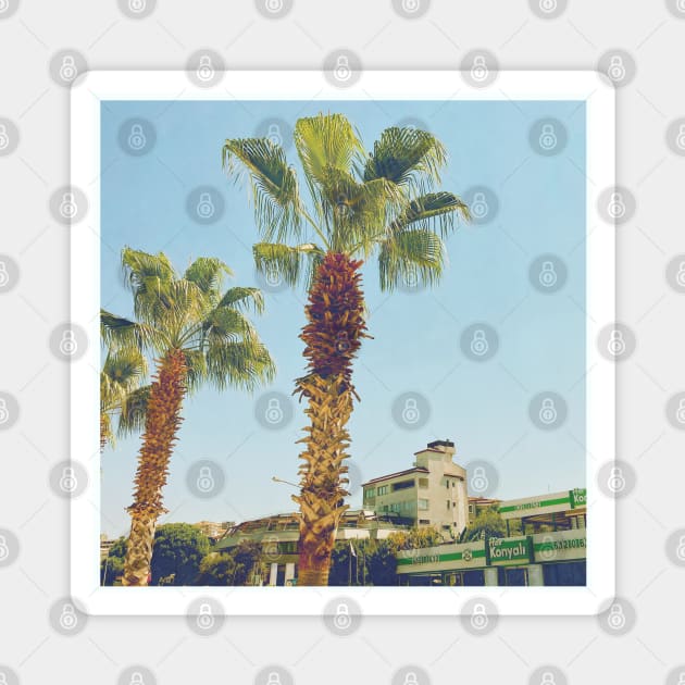 Pretty picture of a Palm Tree. Pretty Palm Trees Photography design with blue sky Magnet by BoogieCreates