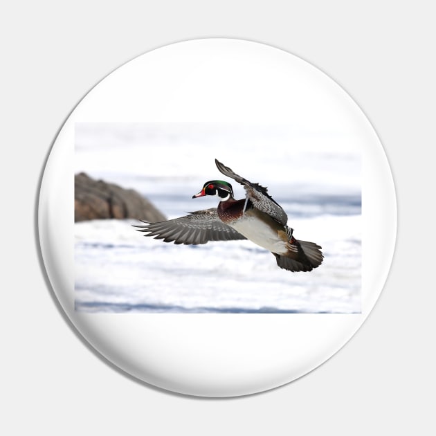 By the frozen shoreline - Wood Duck Pin by Jim Cumming