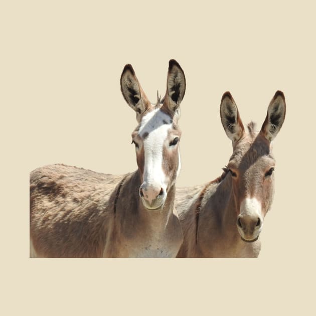 Wildlife, wild burros, Oatman, Arizona by sandyo2ly
