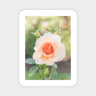 Perfect Pastel Peach Rose Magnet