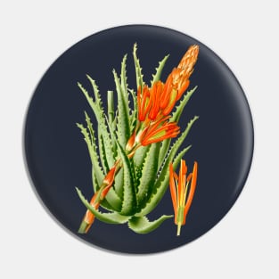 Aloe Vera vintage illustration Pin