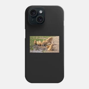 Lions Drinking, Ngorongoro Concession Tanzania Phone Case