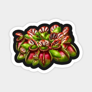 Botanical Cephalotus Follicularis Australien Pitcher Pitcher Plant Carnivorous Plant Gift Magnet