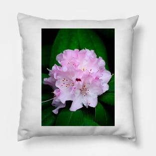 Rhododendron Pillow