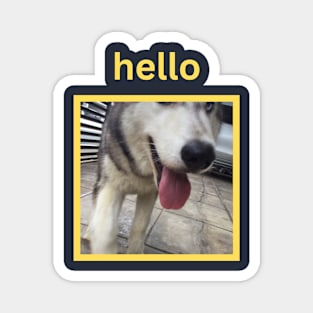 Husky Walking Closeup Yellow Hello Magnet