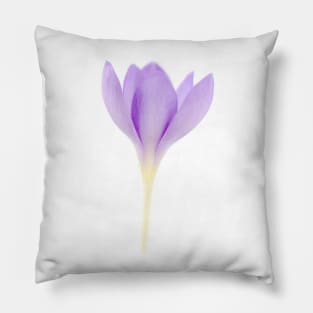 Crocus goulimyi   AGM  Autumn flowering crocus Pillow