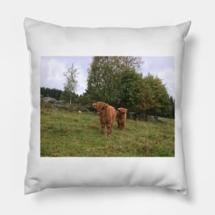 Scottish Highland Cattle Calves 1536 Pillow