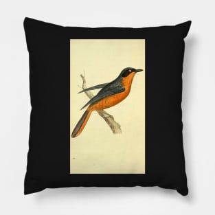 Zoological Illustrations by William Swainson, Turdus vociferans. Calling Thrush. Pillow