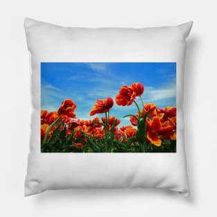 A field of Orange Tulips Pillow