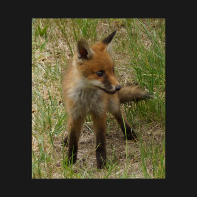 Fox Cub - Magpie Springs - Adelaide Hills Wine Region - Fleurieu Peninsula - South Australia by MagpieSprings