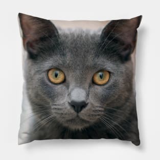 Russian Blue Cat Pillow