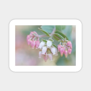 Manzanita Flowers Genus Arctostaphylos Mount Diablo State Park Magnet