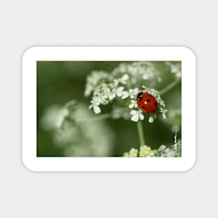 Ladybug & Hemlock Magnet