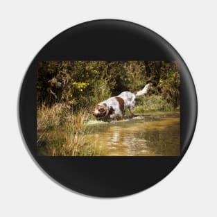 Water stalking Spinone Pin