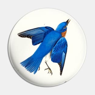 Blue-bird from Birds of America (1827) Pin