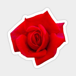 Red Rose Magnet