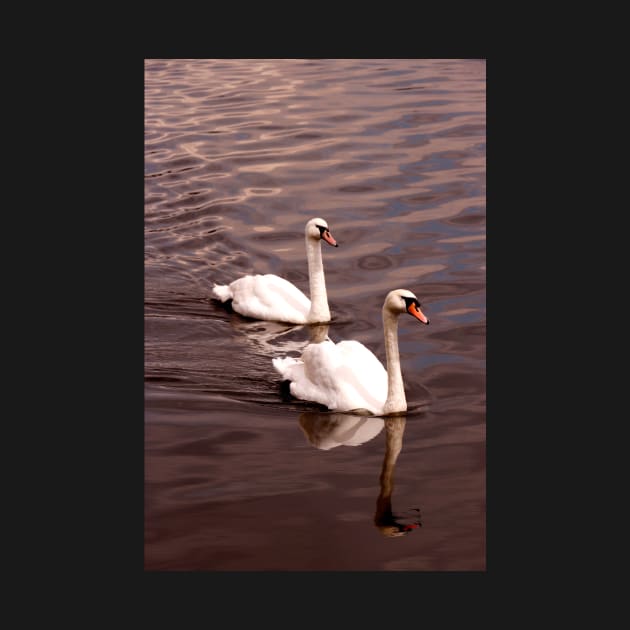 Swans Together by jwwallace