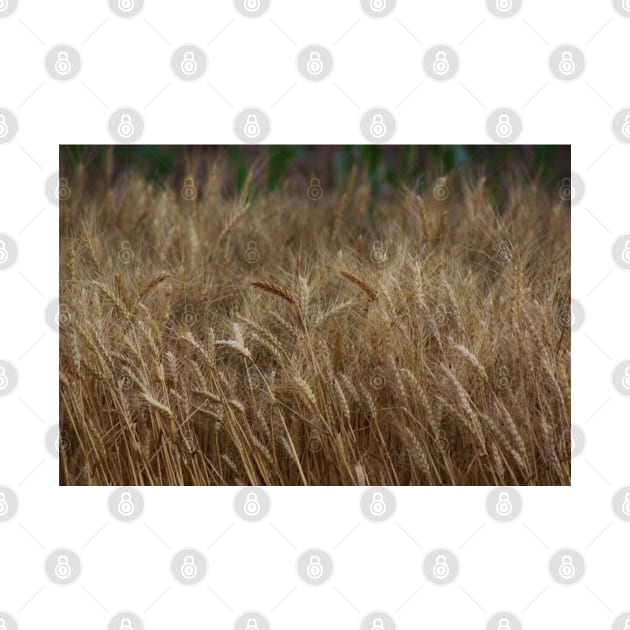 Country Kansas Wheat Field by ROBERTDBROZEK