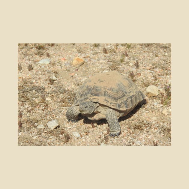 Desert Tortoise, Turtle, Reptiles, Wildlife, Reptilian, Gifts by sandyo2ly