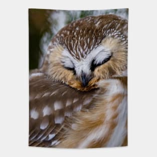 Northern Saw Whet Owl - Ottawa, Canada Tapestry