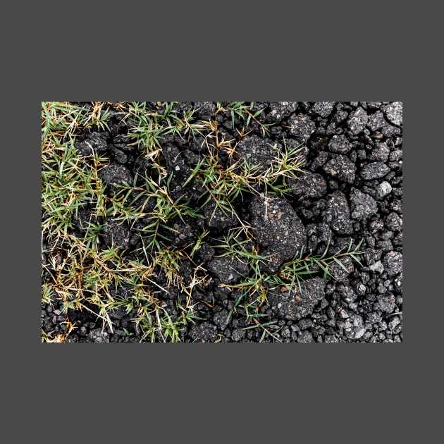 Green Grass Growing On Black Stones - Alternative by textural