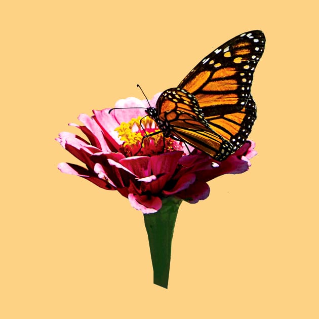 Zinnias - Monarch Butterfly on Pink Zinnia by SusanSavad