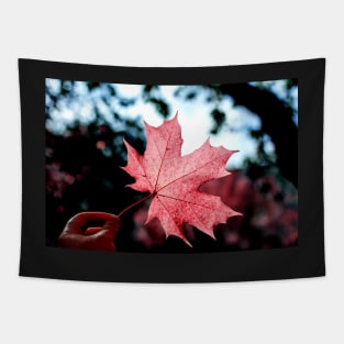 Hand holding red maple leaf Tapestry