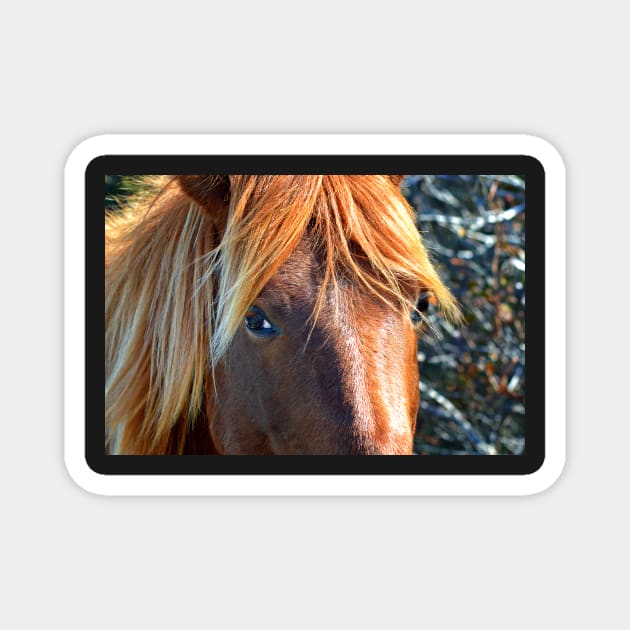 Assateague Pony Eyes Magnet by Swartwout