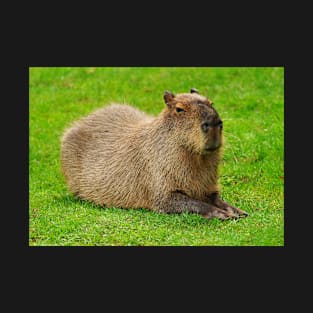 Capybara T-Shirt