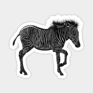 Grevy's zebra foal Magnet