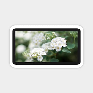 White flowers closeup Magnet