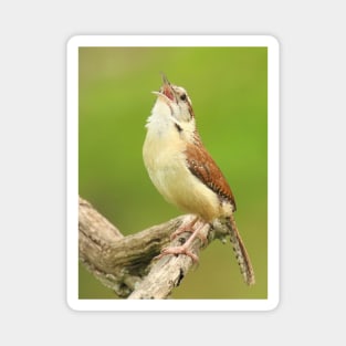 Carolina Wren Singing Magnet