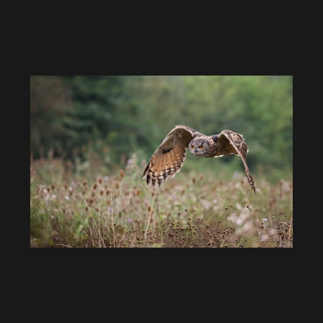 Eagle owl by mansaards