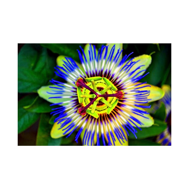 Passion Flower Summer Flowering Plant by AndyEvansPhotos