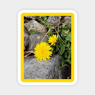 Lispe Dandelion and Rock Magnet