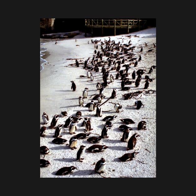 Colony of African Penguins, Boulder Beach, South Africa by Carole-Anne