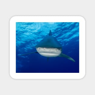 Say Hello To An Oceanic White Tip Shark Magnet