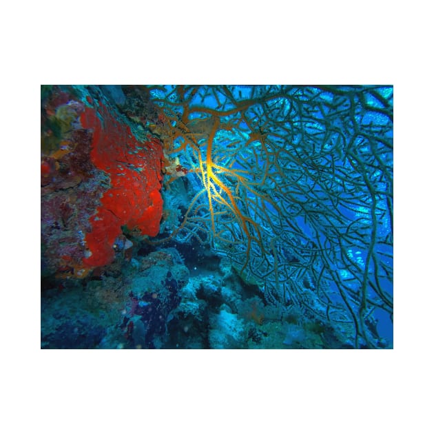 Red Coral In The Red Sea by likbatonboot