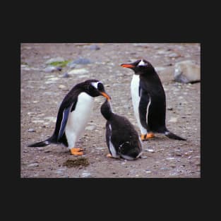 Gentoo Penguin Family Feeding Chick T-Shirt