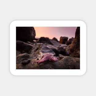 Red Starfish on Rocks Magnet