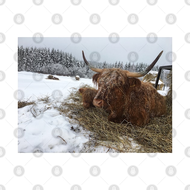 Scottish Highland Cattle Cow and Calf 1702 by SaarelaHighland