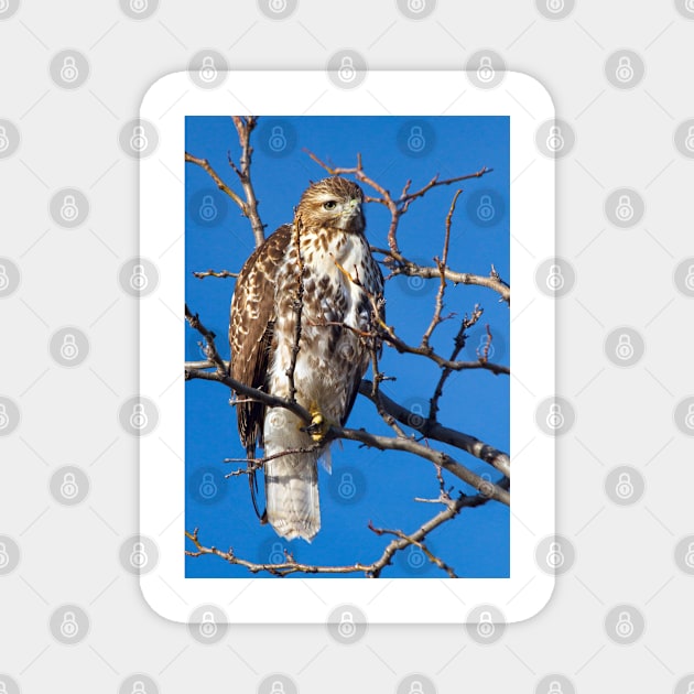 Cooper's Hawk Magnet by valentina9