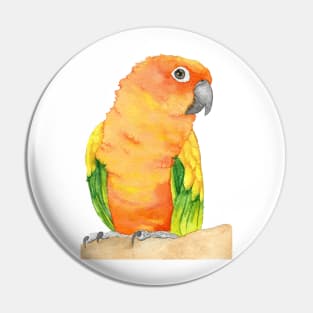 sun parakeet watercolor bird portrait painting Pin